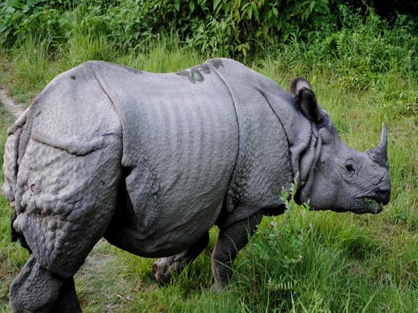 Bardia Rhino