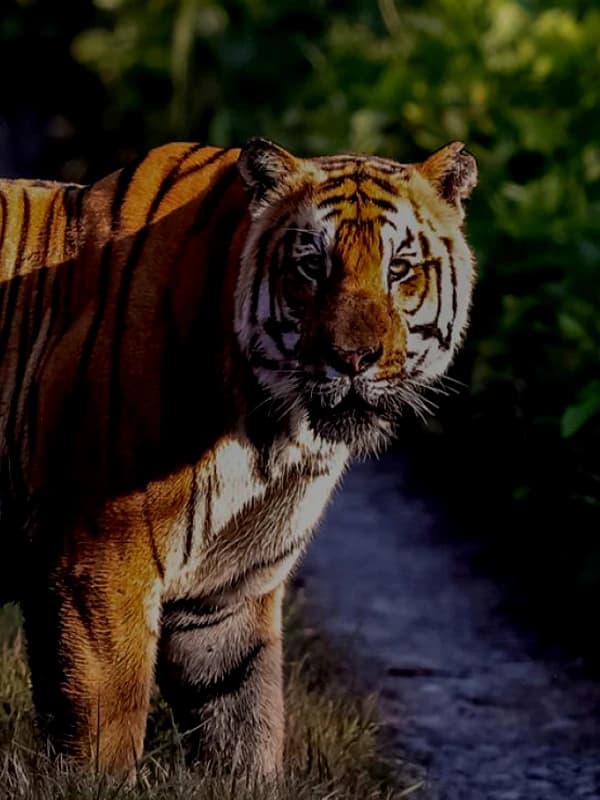 Nature And Wildlife