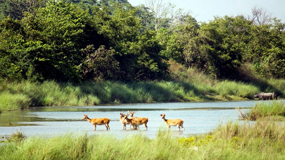 Bardia Jungle Safari: 3 Nights/ 4 Days