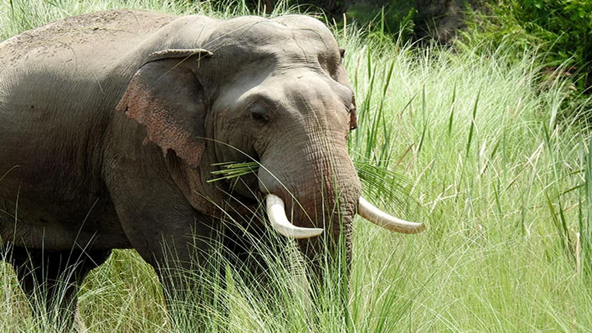 Bardia Jungle Safari : 2 Nights/3 Days