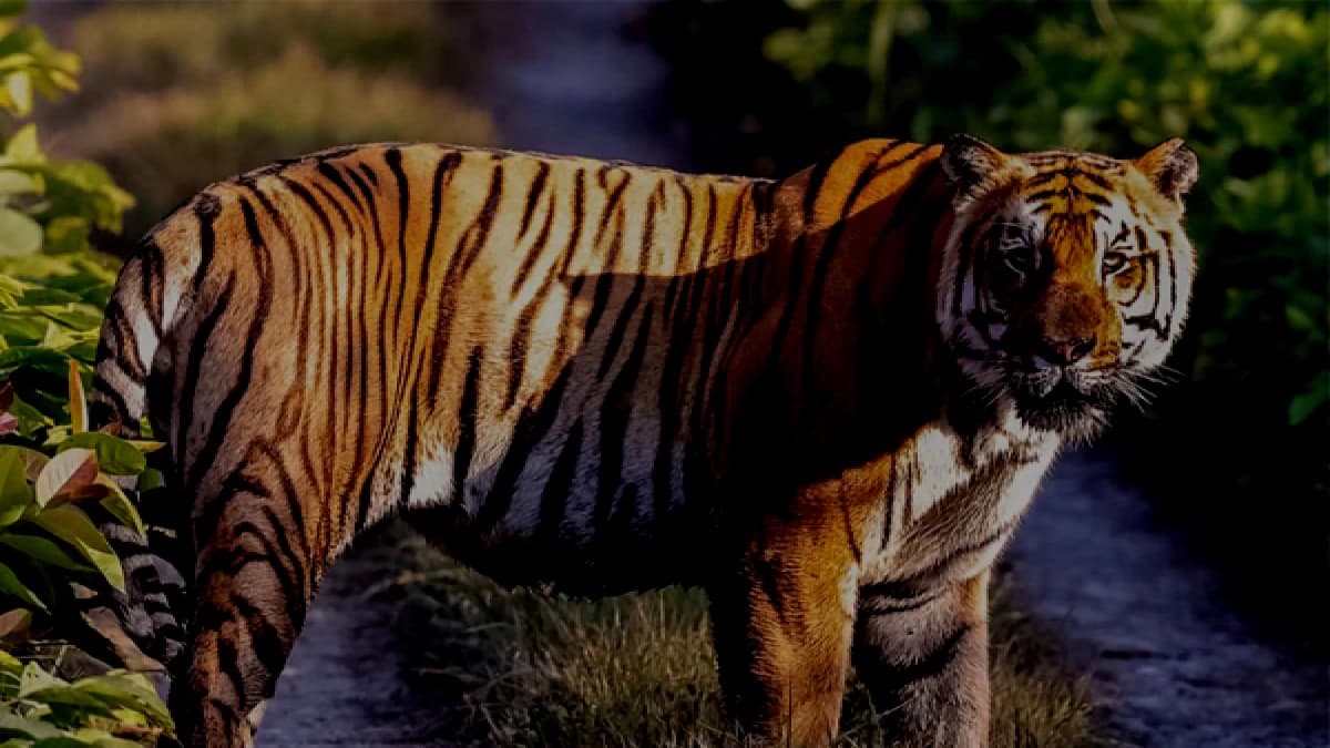 Chitwan Jungle Safari Tour : 3 Nights/ 4 Days