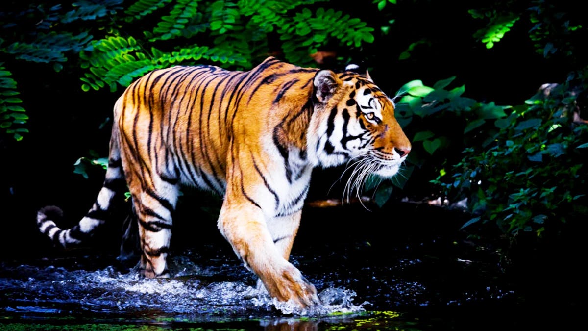 Chitwan Jungle Safari Tour : 3 Nights/ 4 Days
