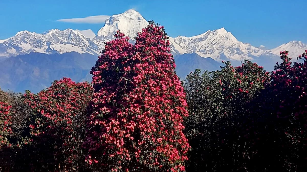 Annapurna Base Camp Trek Via Ghorepani -13 Days