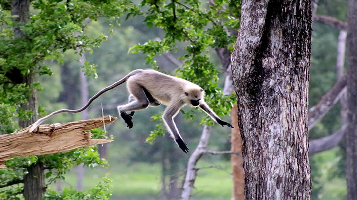 Bardia Jungle Safari : 2 Nights/3 Days