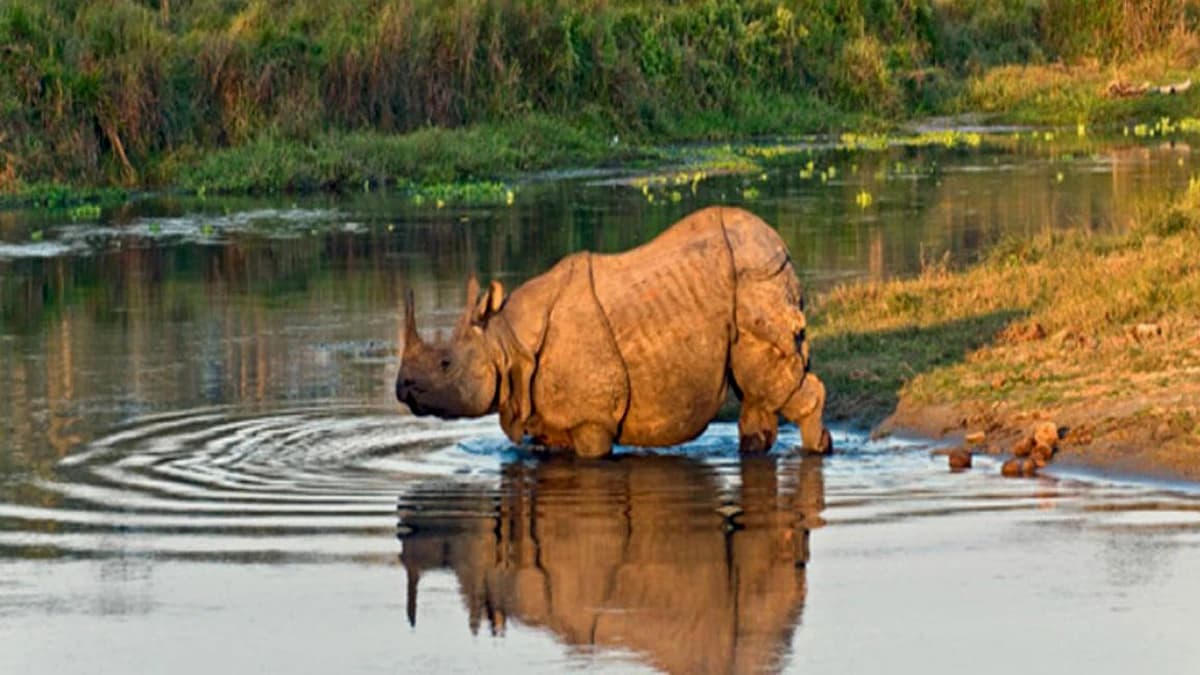Chitwan Safari Tour :2 Nights/3 Days