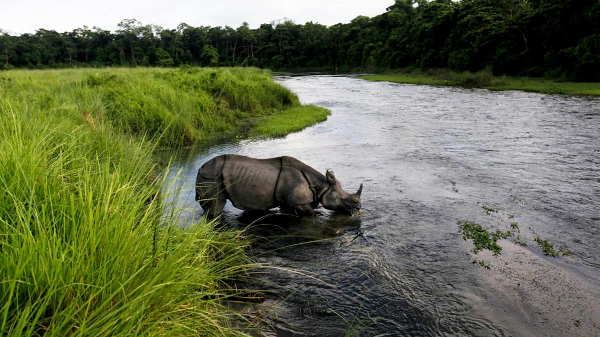 Chitwan Jungle Safari Tour : 3 Nights/ 4 Days