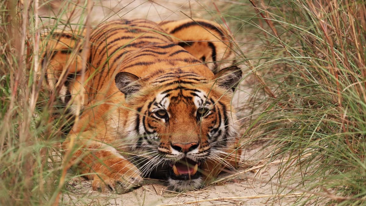 Shuklaphanta Safari Tour : 3 nights/4 Days