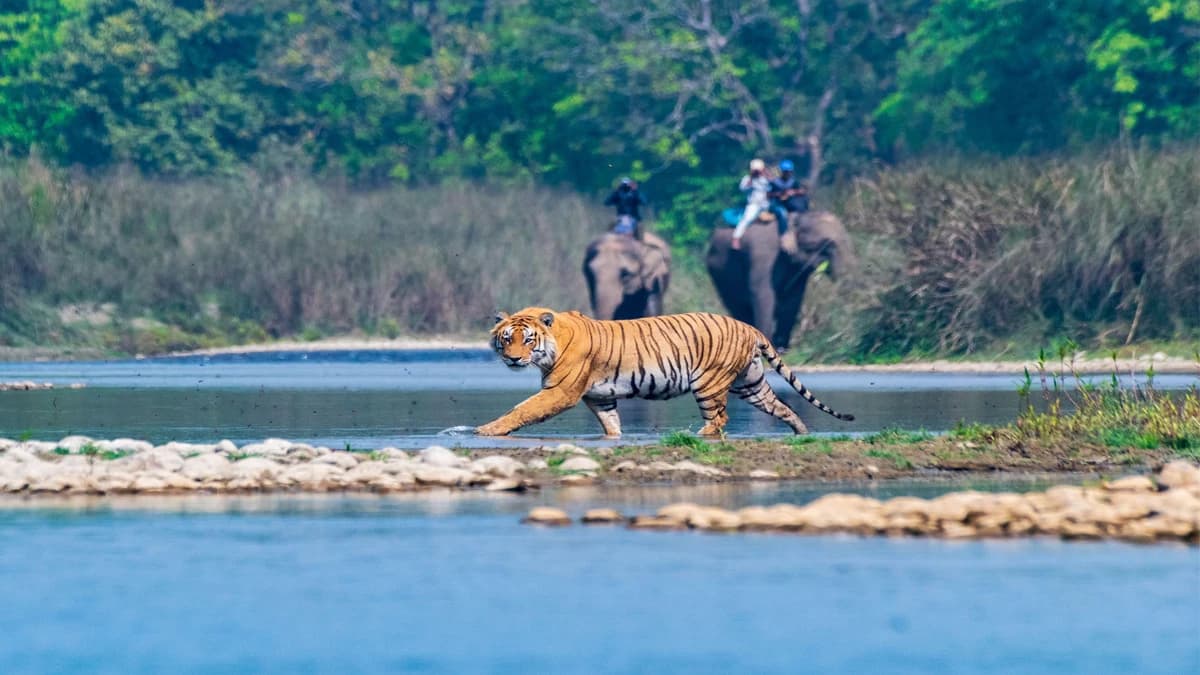 Shuklaphanta Safari Tour : 3 nights/4 Days