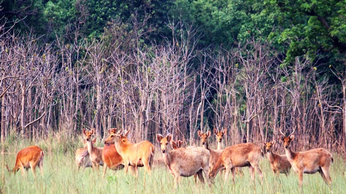 Shuklaphanta Safari Tour : 3 nights/4 Days