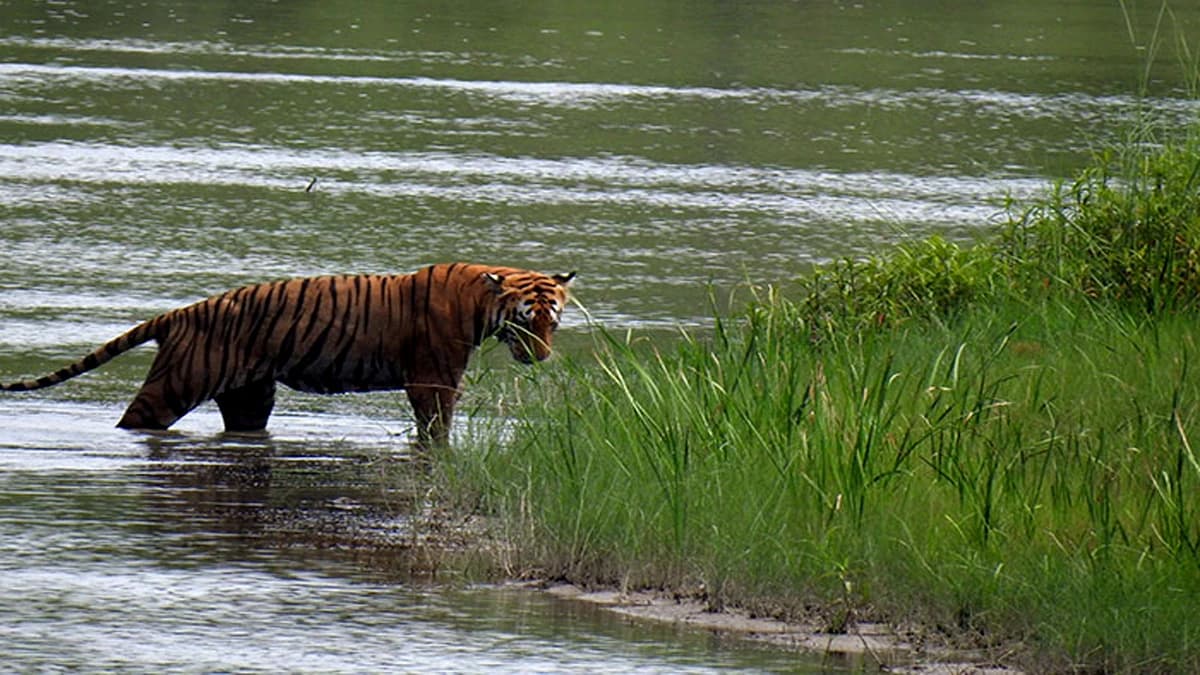 Bardia Jungle Safari : 2 Nights/3 Days