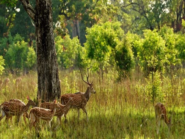 Bardia Deer