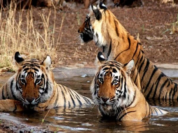 Bardia Safari Tour 1