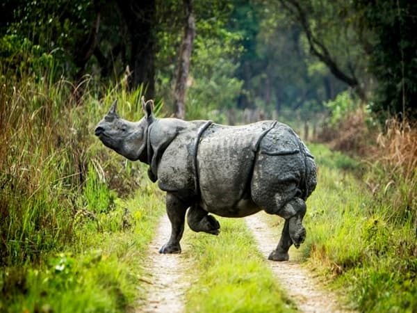 Bardia Safari