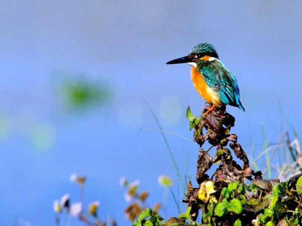 Bird Chitwan Safari