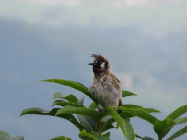 Bird
