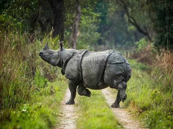 Chitwan Jungle Safari 1