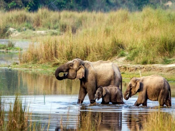 Chitwan Jungle Tour 1