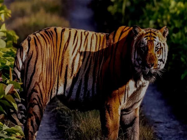 Chitwan Safari Tour