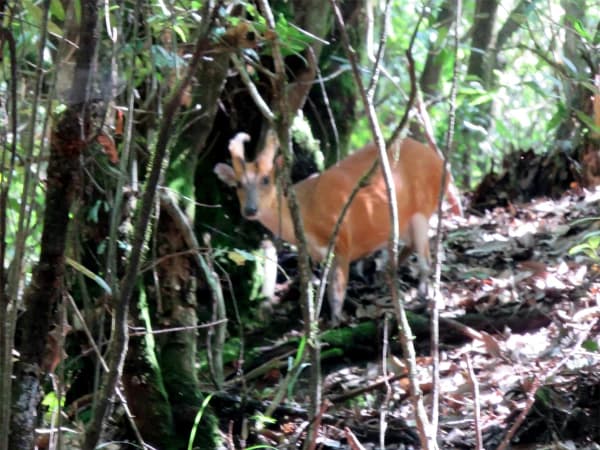 Deer 1