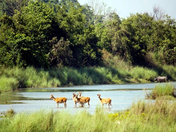 Deer Bardia National Park 1