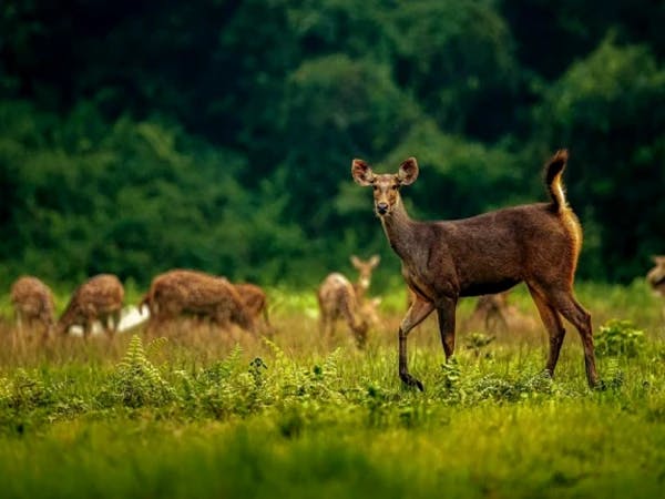 Deer Chitwan 1