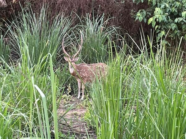 Deer Chitwan