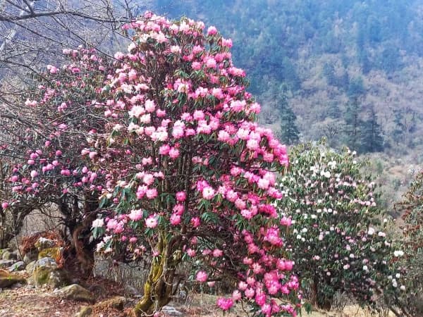 Flora Langtnag Trek