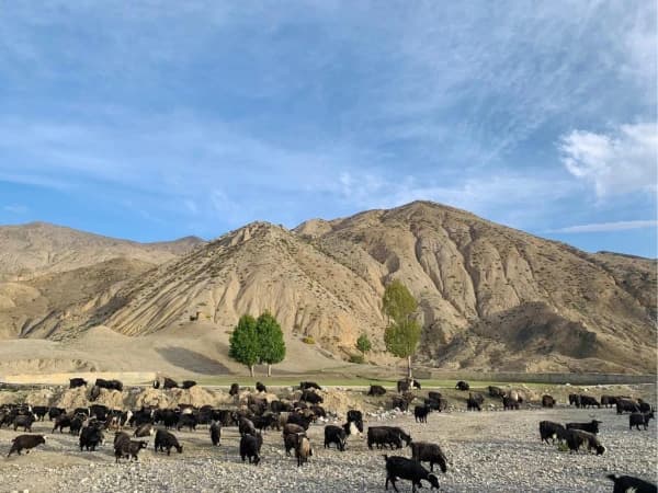Goat Of The Upper Mustang