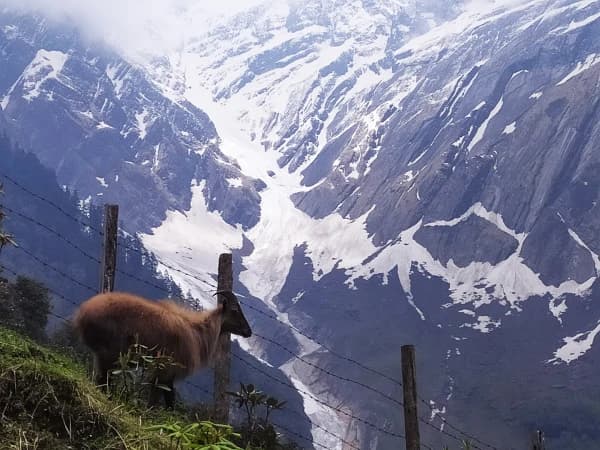 Himalayan Thar 1