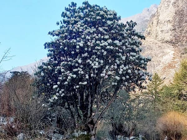 Langtang Valley Trek Flower 2