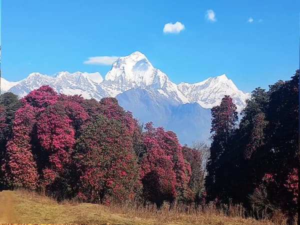 Magnificent Mountain Poon Hill