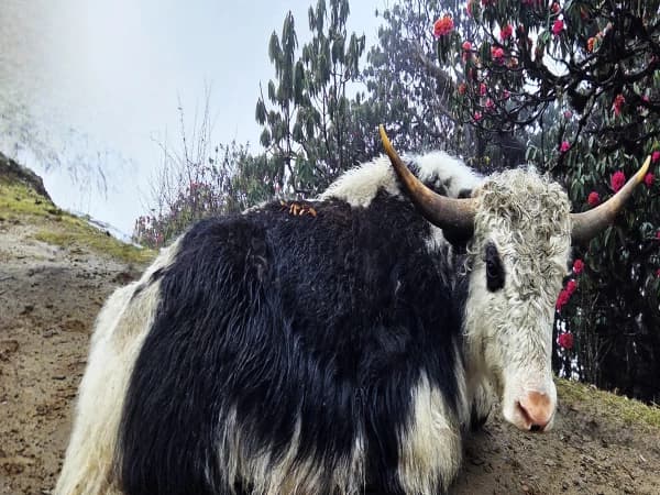 Mardi Himal Trek Nepal