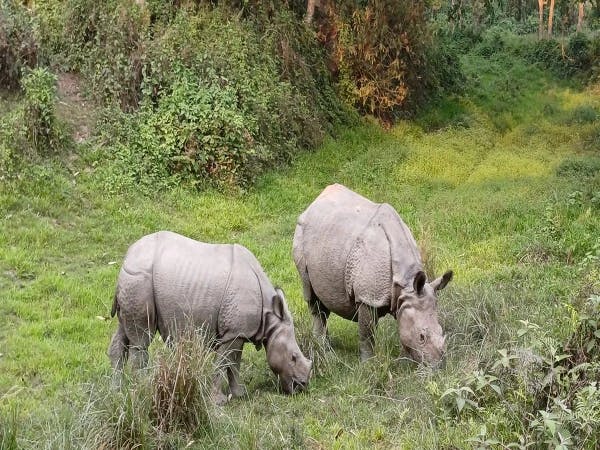 Rhino Chitwan Nepal