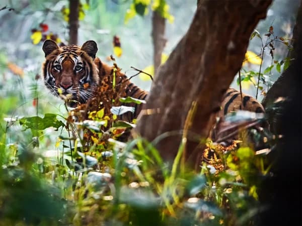 Shuklaphanta Jungle Tour