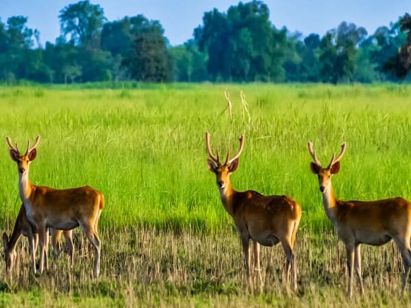 Shuklaphanta Safari Cost