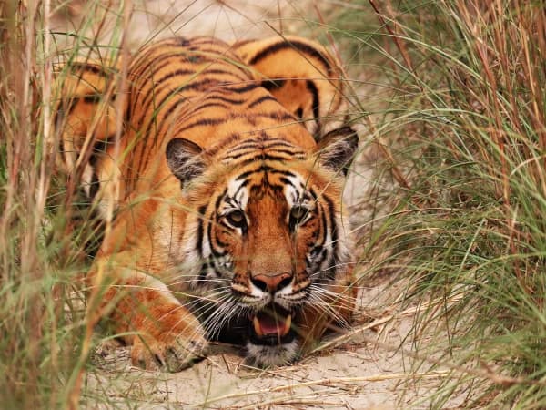 Shuklaphanta Safari Tour