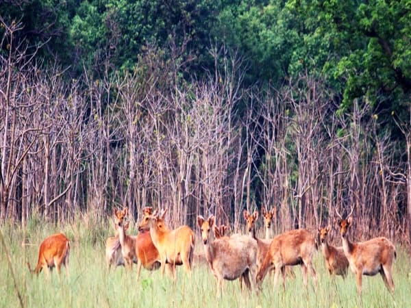 Shuklaphanta Safari Trek Season