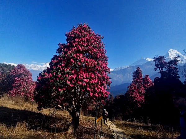 Spring Annapurna Trek 1