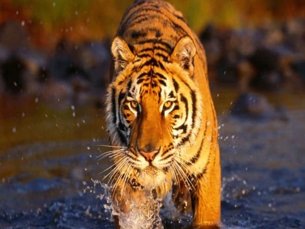 Tiger Baria National Park