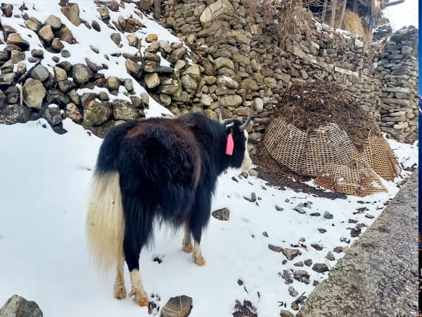 Yak Tsum Valley Trek