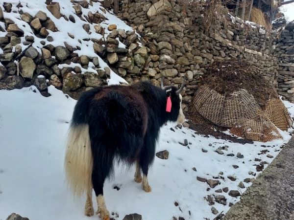 Yak