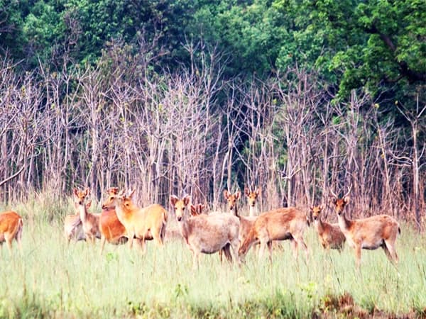 Shuklaphanta Safari Tour : 3 nights/4 Days