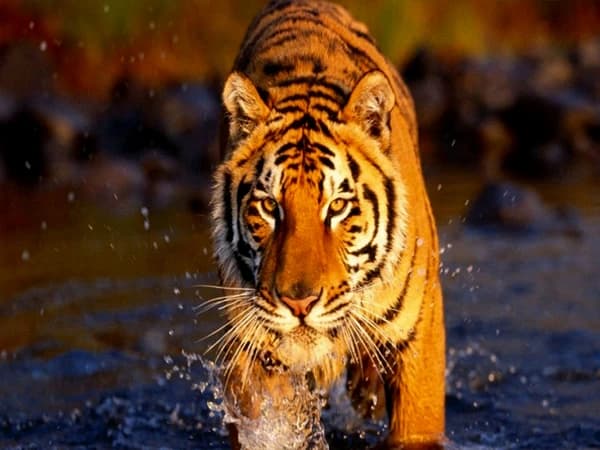 Bardia Jungle Safari: 3 Nights/ 4 Days